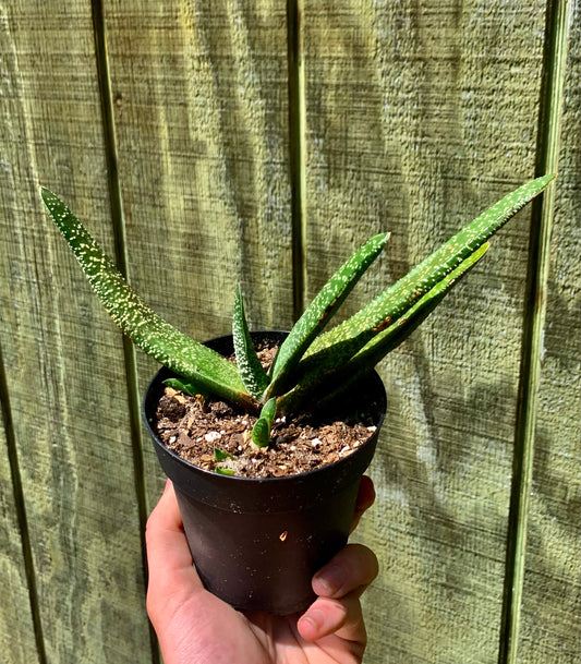 4” Gasteria- Succulent