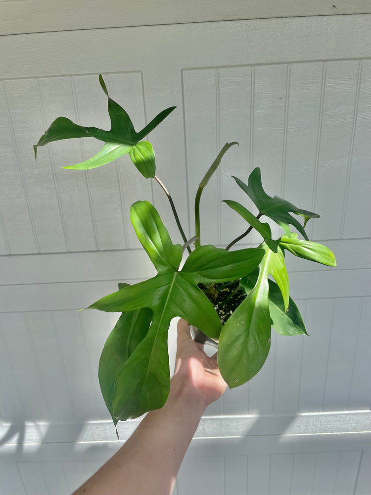 4.5” Philodendron Florida Green- Houseplant