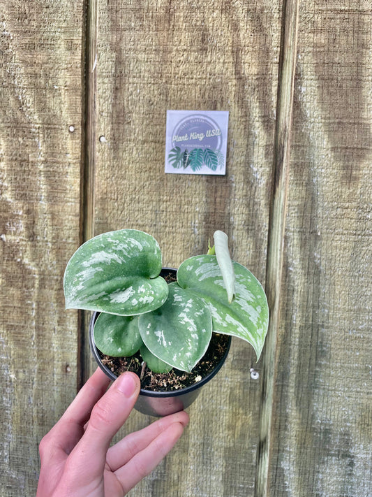 4” Exotica
