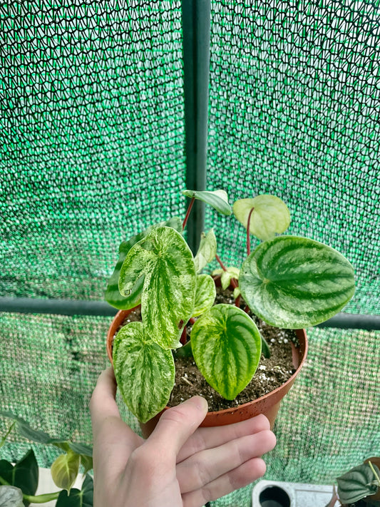 6” Gold Variegated Watermelon Pep