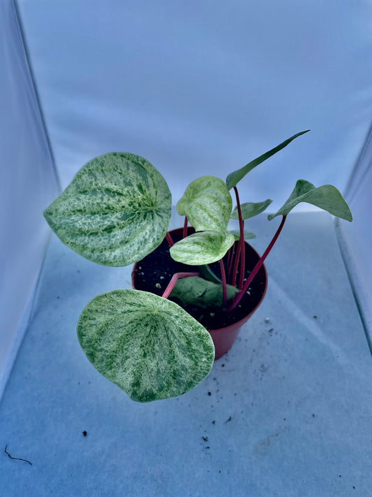 4” Variegated Watermelon Pep