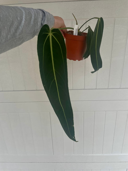 4” Anthurium Queen (3 leaves)
