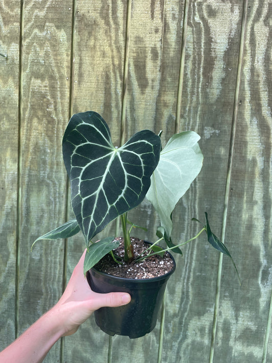 6” Clarinervium Hybrid