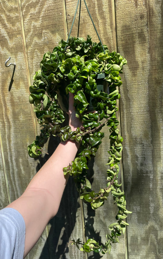 8” (Huge) Hoya Compacta