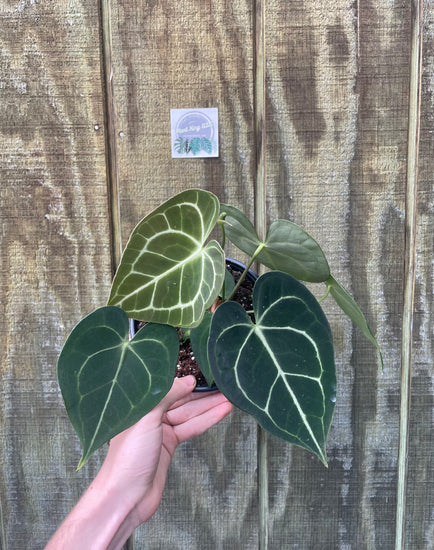 anthurium clarinervium dark form 6” Anthurium Clarinervium (6 leaves)