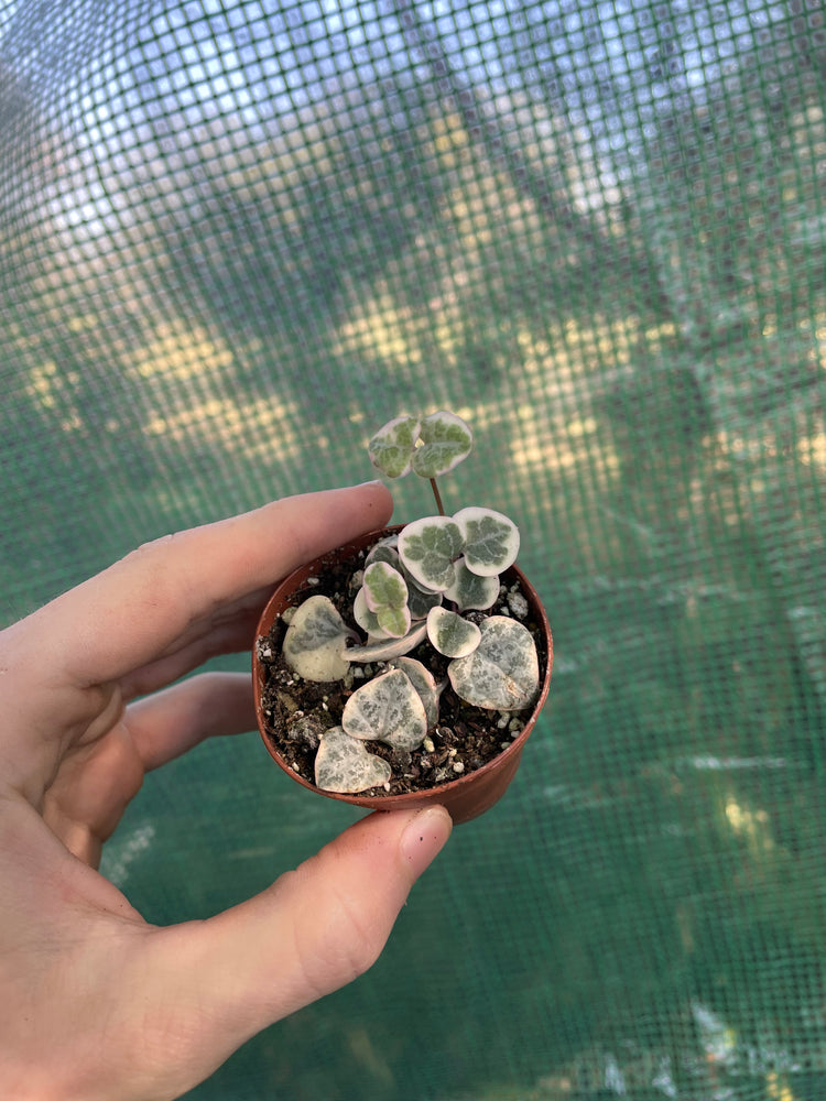 2” Variegated String of Hearts