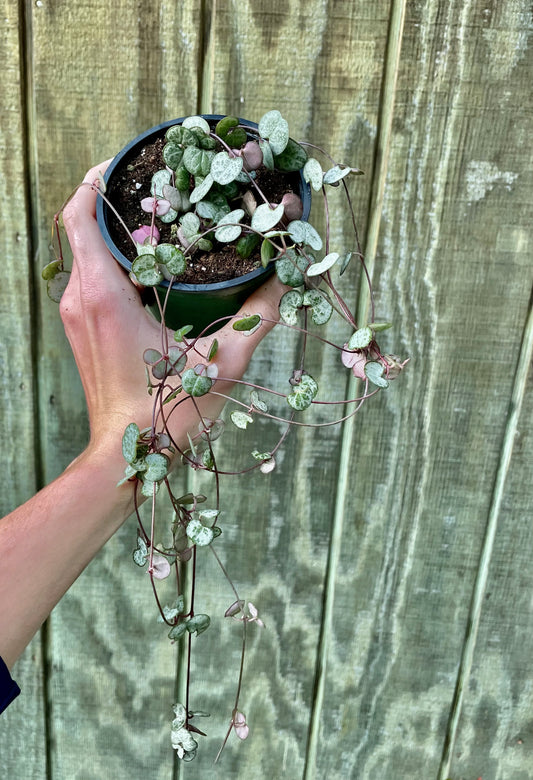 4” String Of ‘Silver Glory’
