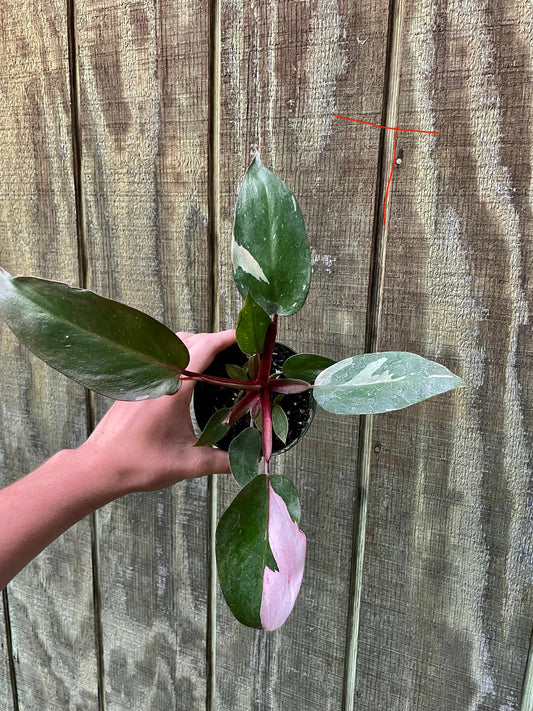 4” Pink Princess ‘T’