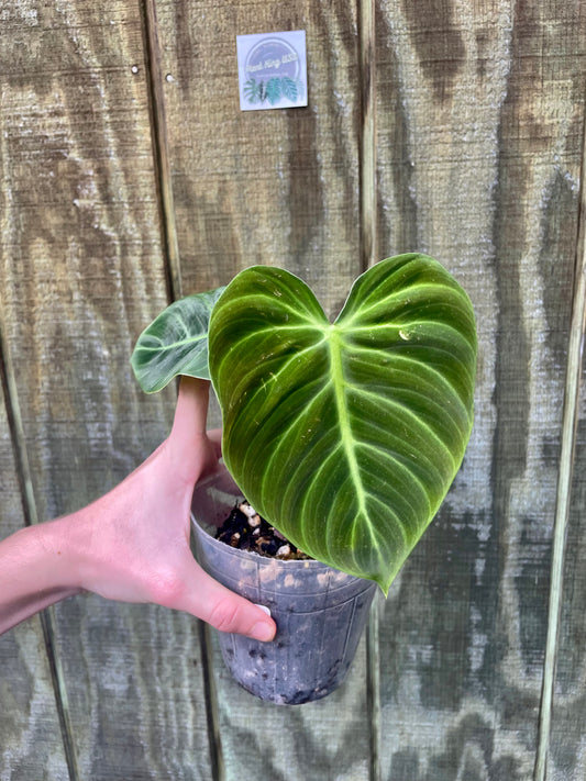 4” Philodendron El Choco Red