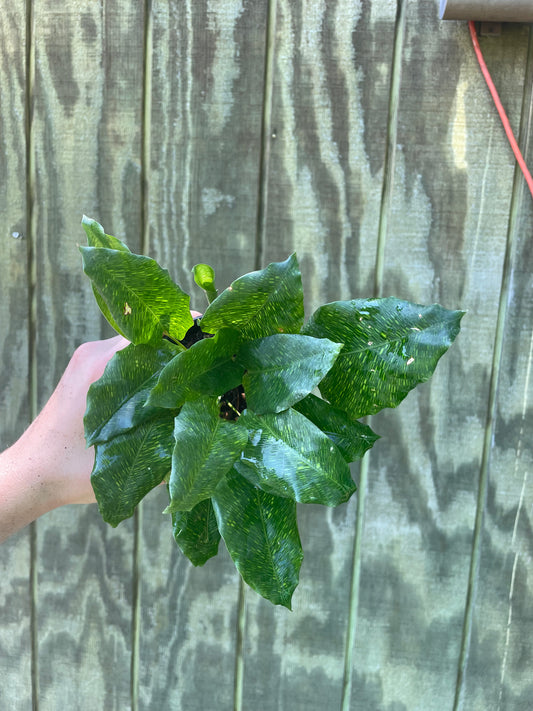 4” Calathea ‘Musaica’