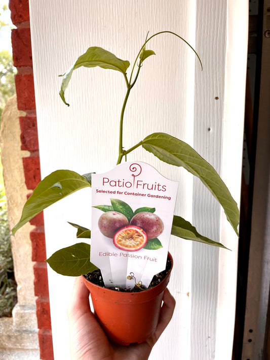 4” Dwarf Passionfruit - Edible