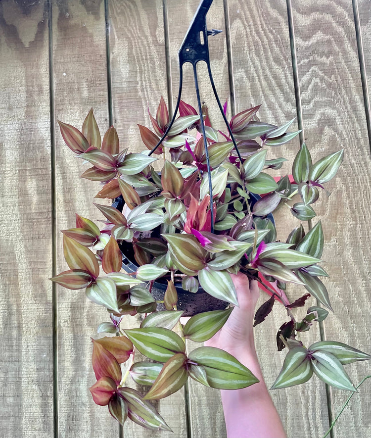 8” Tri Color Tradescantia in HB - Succulent/ Houseplant