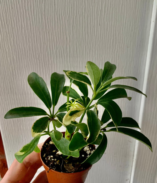 Variegated Dwarf Umbrella Tree- Houseplant