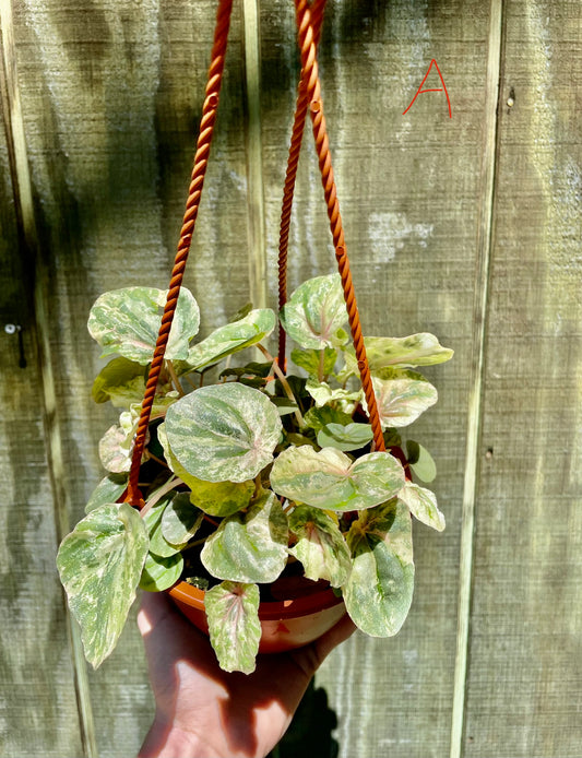 6” HB Pink Lady  (High-Variegated Mother plant) ‘A’