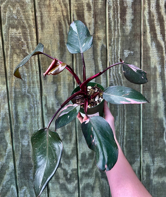 5” Mother Pink Princess