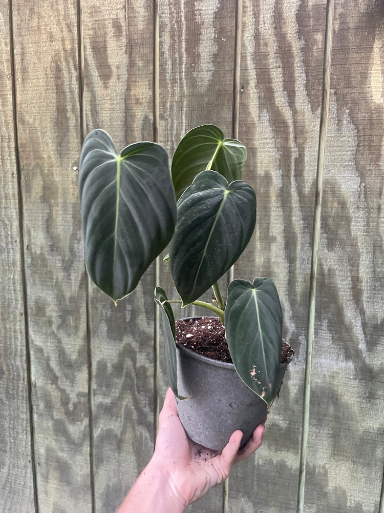 5” Philodendron Melano