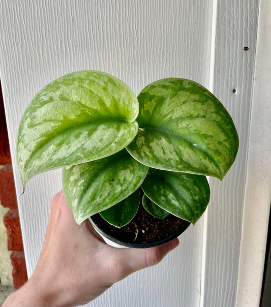 4” Scindapsus Exotica
