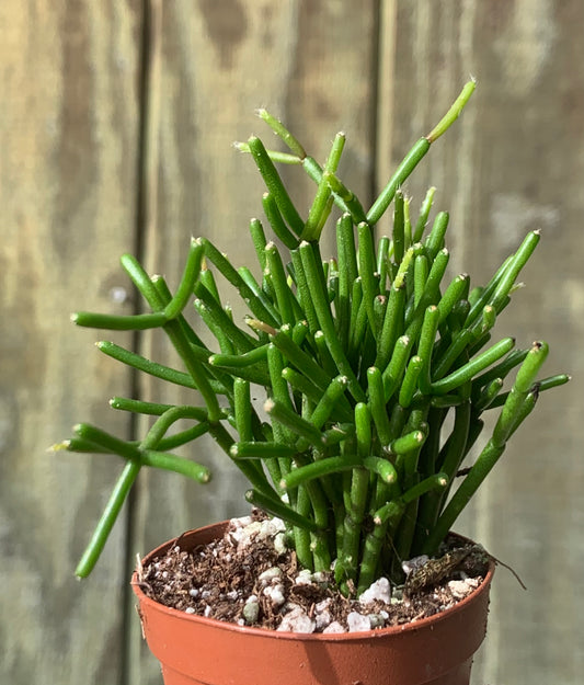 Rhipsalis baccifera - Cactus