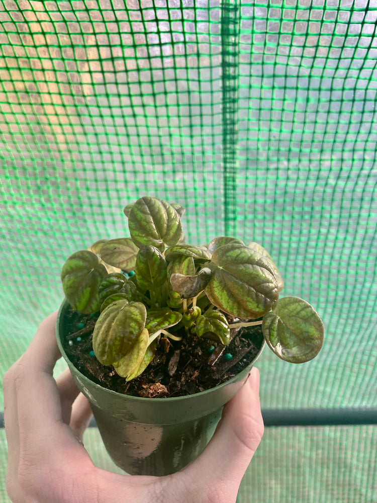 4” Peperomia Peppermill
