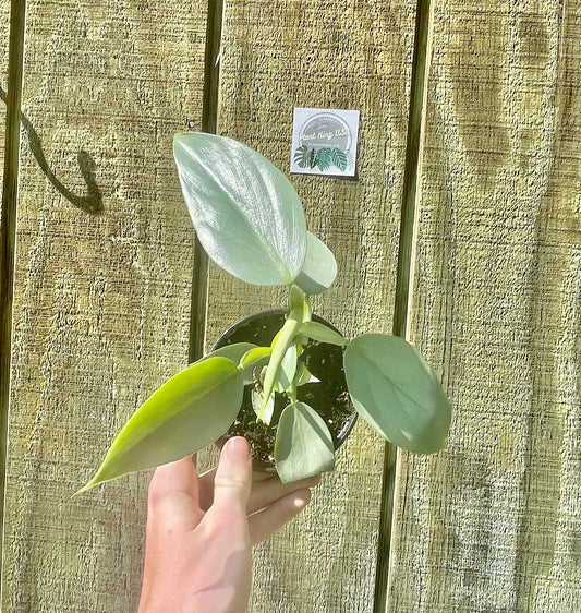 4” Philodendron Silver Sword