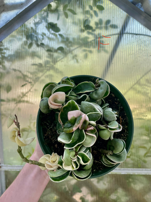 6” Variegated Compacta ‘F’