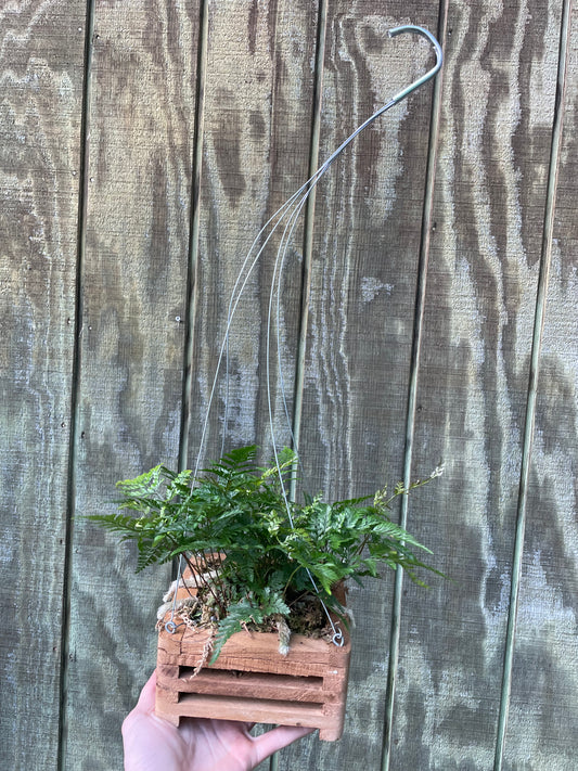 Kangaroo Fern Basket