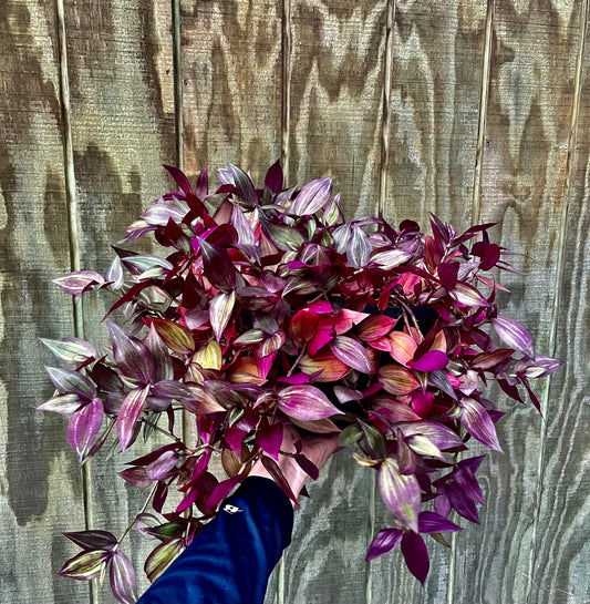8” Tri Tradescantia Basket