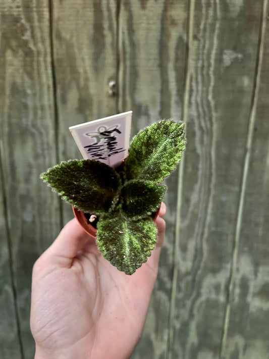 Episcia 'Emerald Velvet'