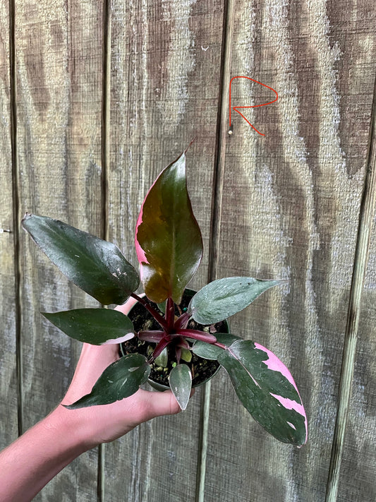 4” Pink Princess ‘R’