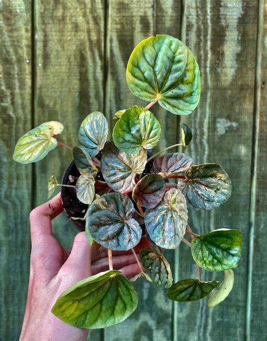 4” Pink Lady