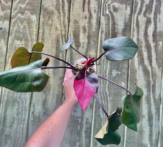 Large Pink Princess