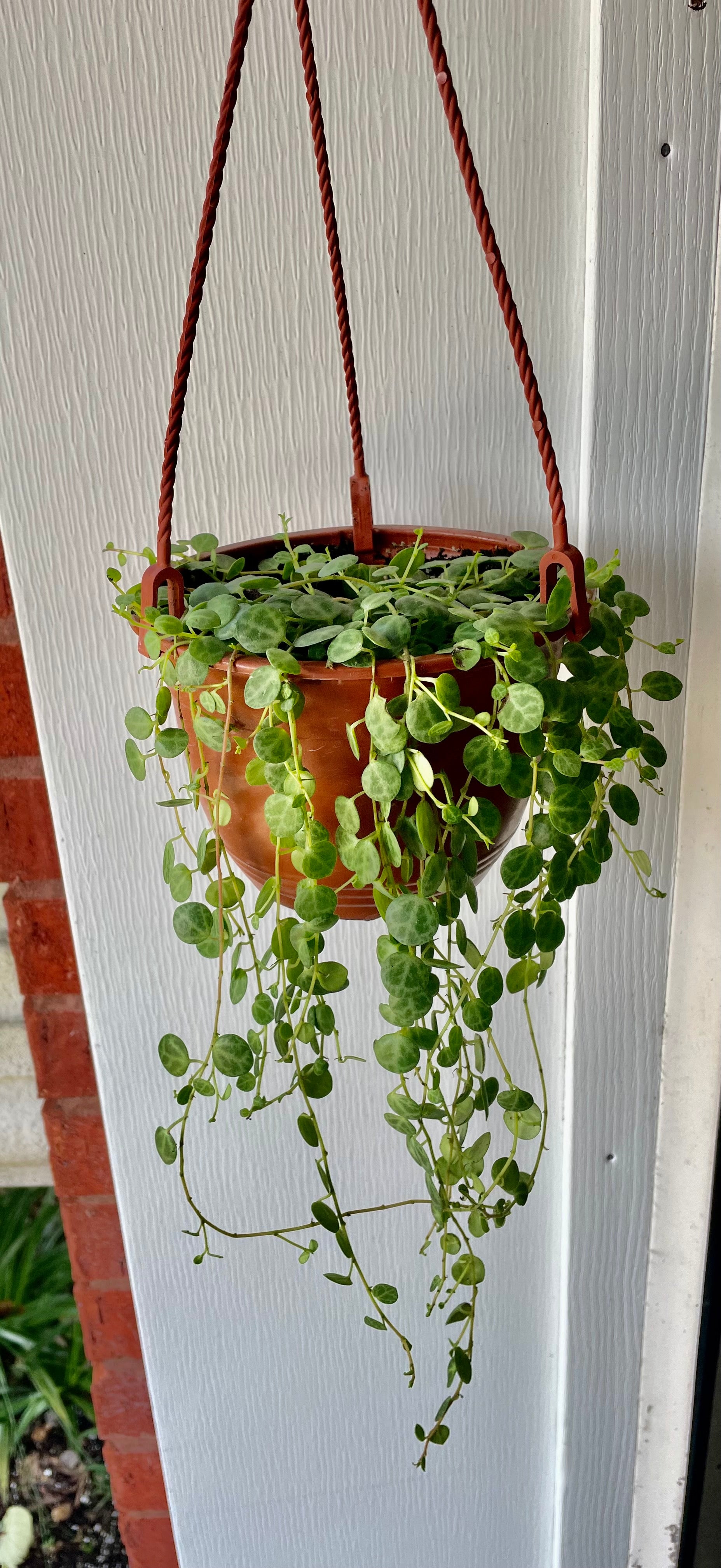 6” HB Trailing String Of Turtles ‘A’