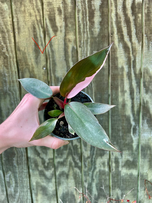4” Pink Princess ‘V’