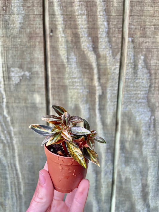 High Voltage Peperomia