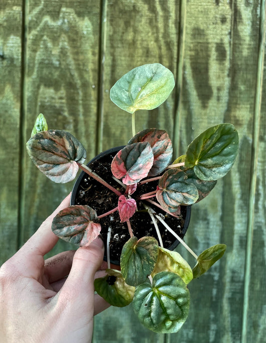 4” Pink Lady Pep