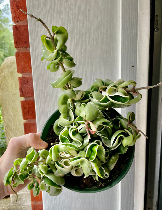 6” Variegated Hoya compacta ‘G’ - Succulent/ Houseplant