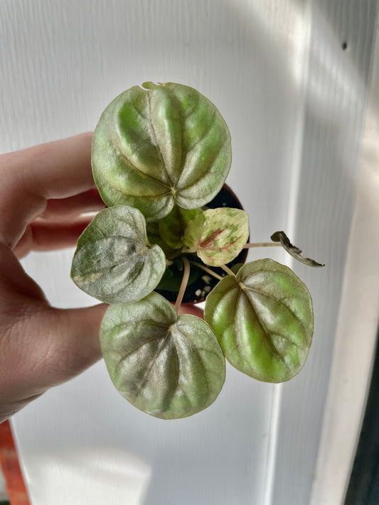 2” Pink Lady Peperomia