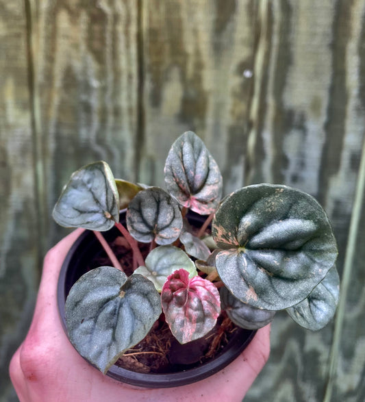 4” Pink Lady Peperomia
