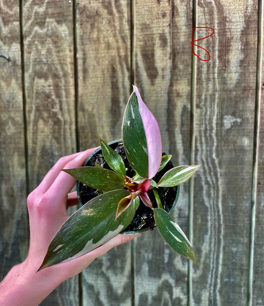 4” Pink Princess  ‘B’