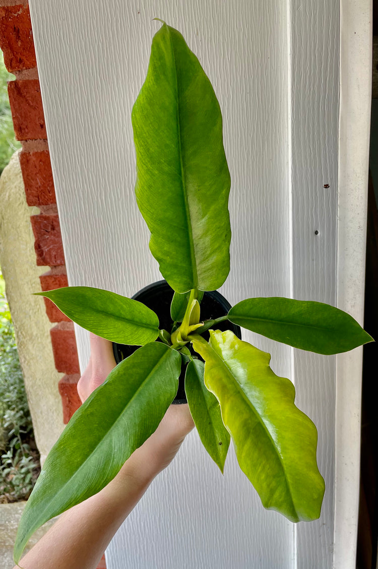 4” Philodendron ‘Jungle Boogie’ - Houseplant