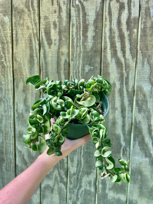 6” Hoya Compacta B