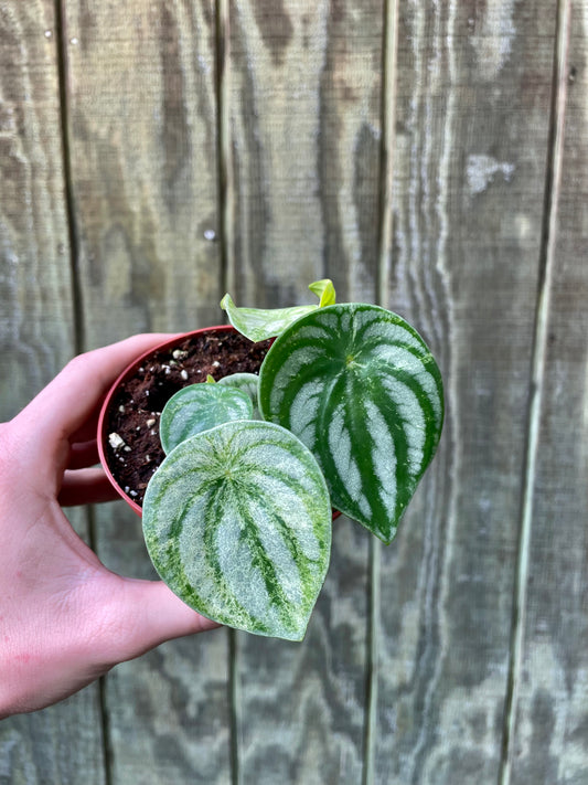 4” Variegated Watermelon Pep