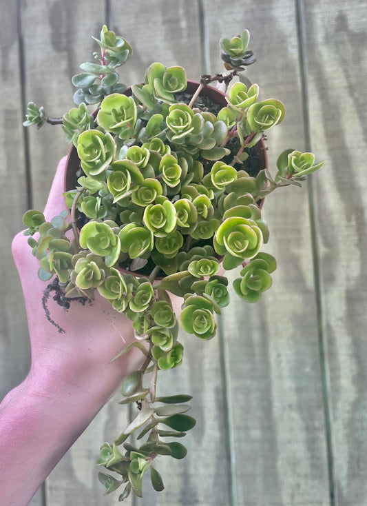 Sedum ‘Fire’ - Succulent
