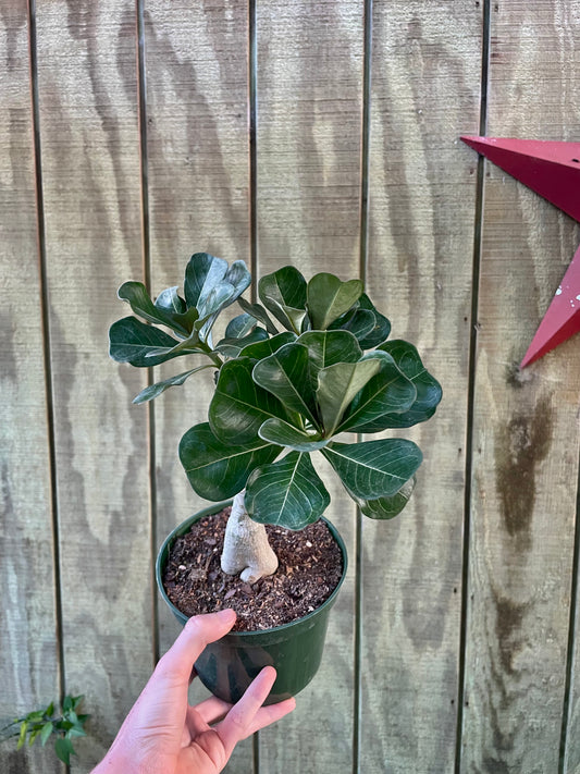 6” Desert Rose