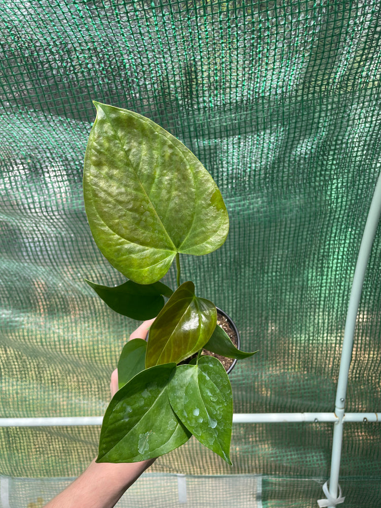 4” Anthurium Red-Leaf