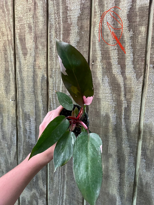 4” Pink Princess ‘Q’