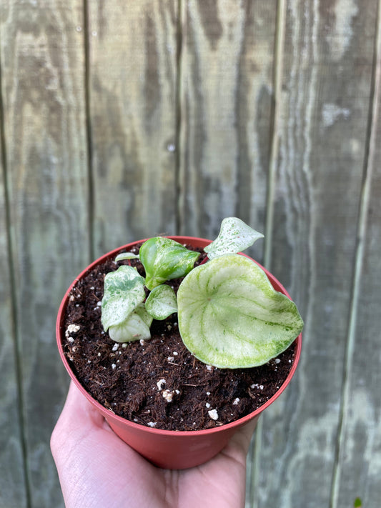 4” Variegated Watermelon Pep