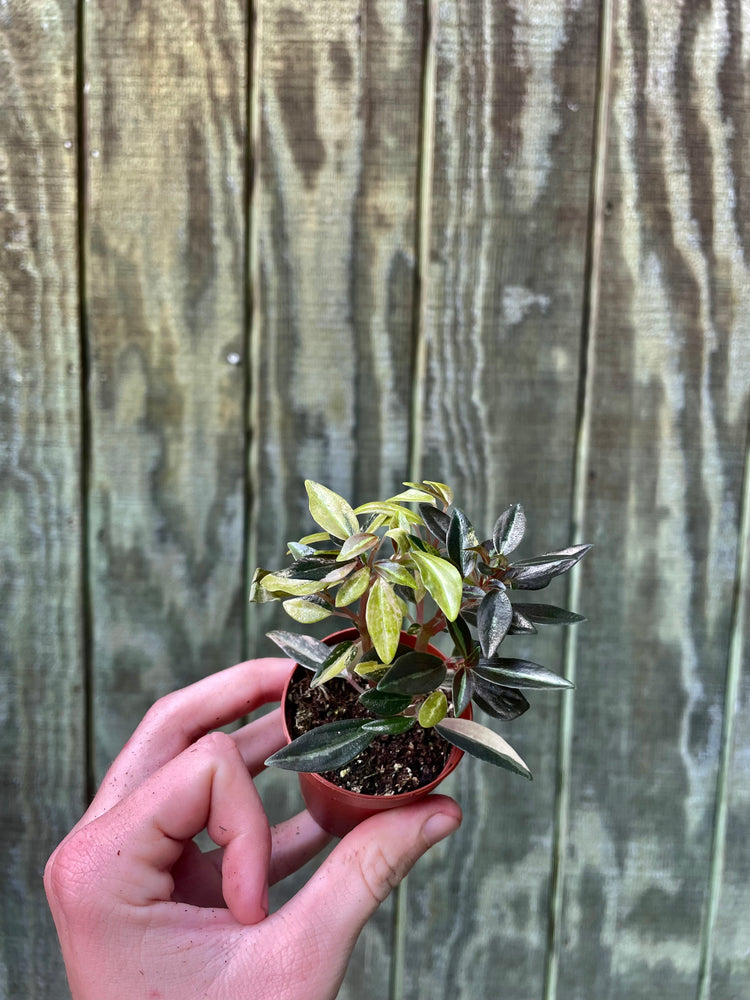 High Voltage Peperomia