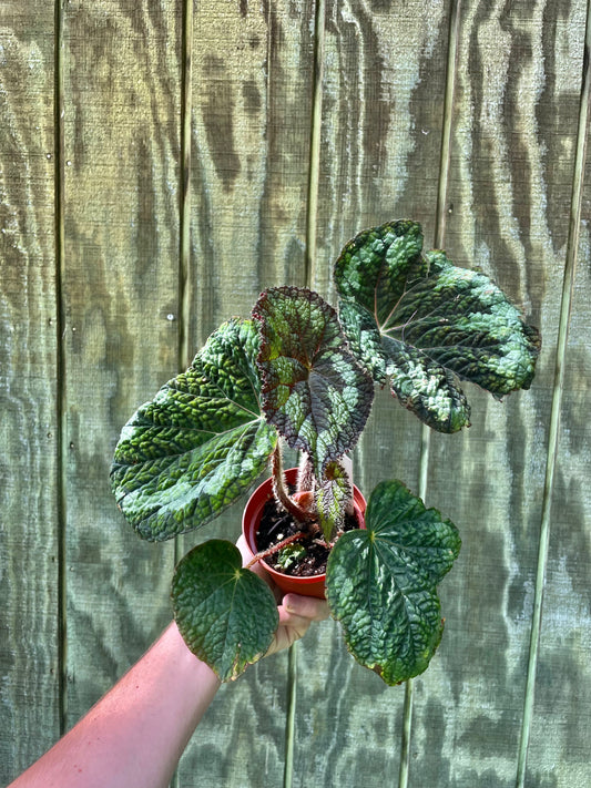Begonia longiciliata