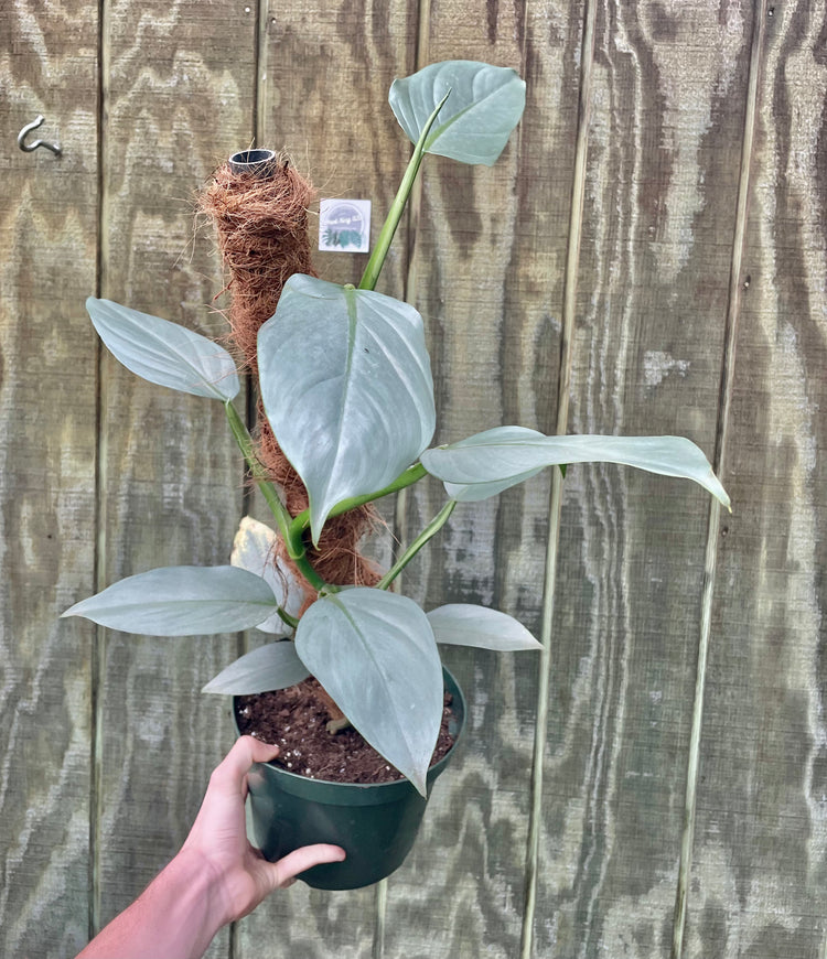 8” Totem Philodendron Silver Sword